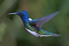 Samičky kolibříků se vydávají za samečky, aby unikly obtěžování