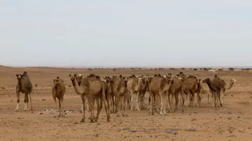 Skupina divokých velbloudů