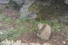 V Doupovských horách žijí kočky divoké, ukázaly fotopasti. Možná celá populace, doufají biologové