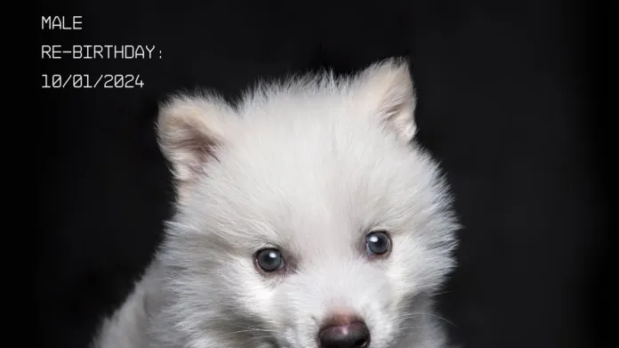 Remus