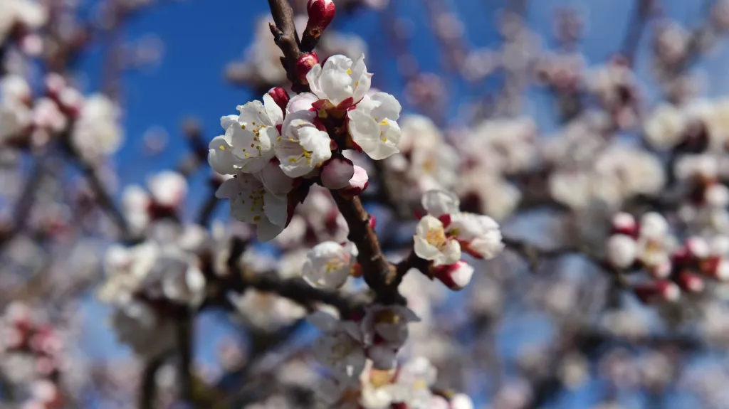 Květy meruněk v Ovocných sadech Nesét ve Veleboři