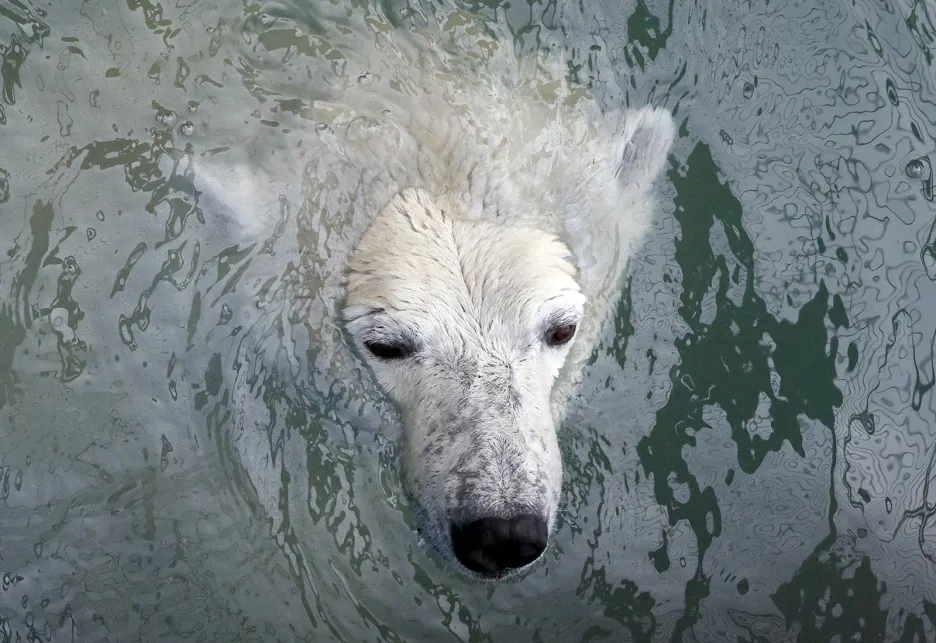 Aurora, osmiletá lední medvědice, při první letošní koupeli po zimním spánku v krasnojarské zoo v Rusku