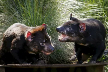 Praha má vlastní ďábly. Stanou se hvězdami australské expozice v zoo