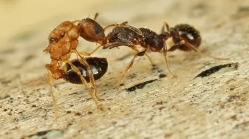 Velká královna mravence druhu Temnothorax kinomurai (vlevo) se pokouší dát žihadlo mnohem menší dělnici druhu Temnothorax makora (vpravo)
