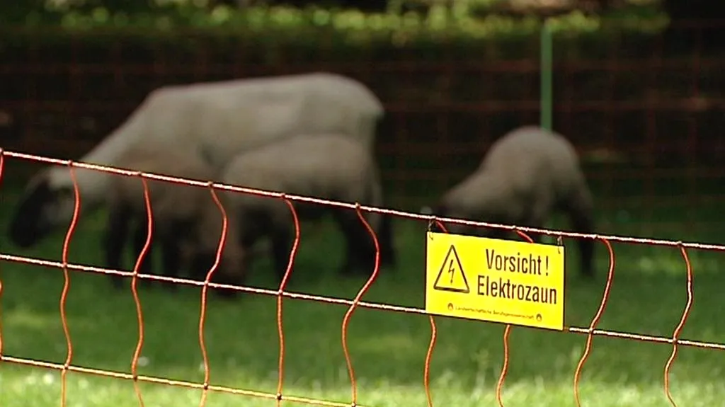 Protest německých chovatelů ovcí