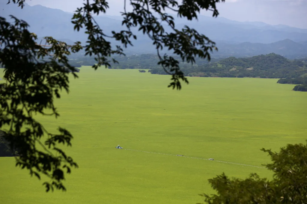 Nádrž pokrytá vodním salátem v salvadorském městě Suchitoto