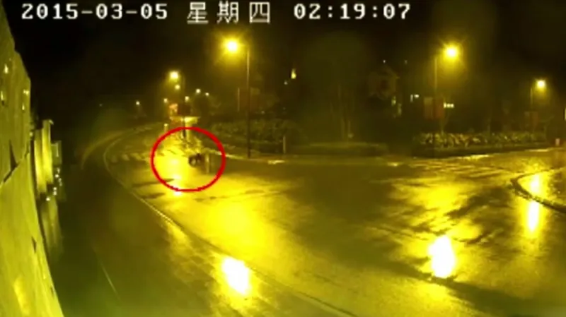 Panda velká na noční procházce