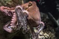 Chobotnice by mohly mít sny, předpokládají vědci. Naznačují to změny barvy kůže při spánku