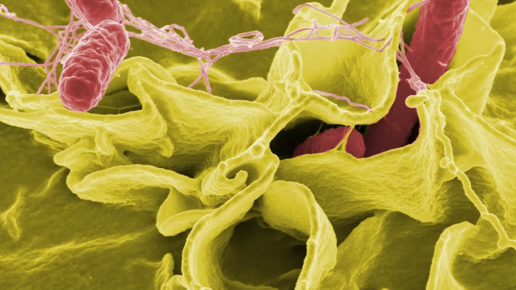 Bakterie, ilustrační obrázek