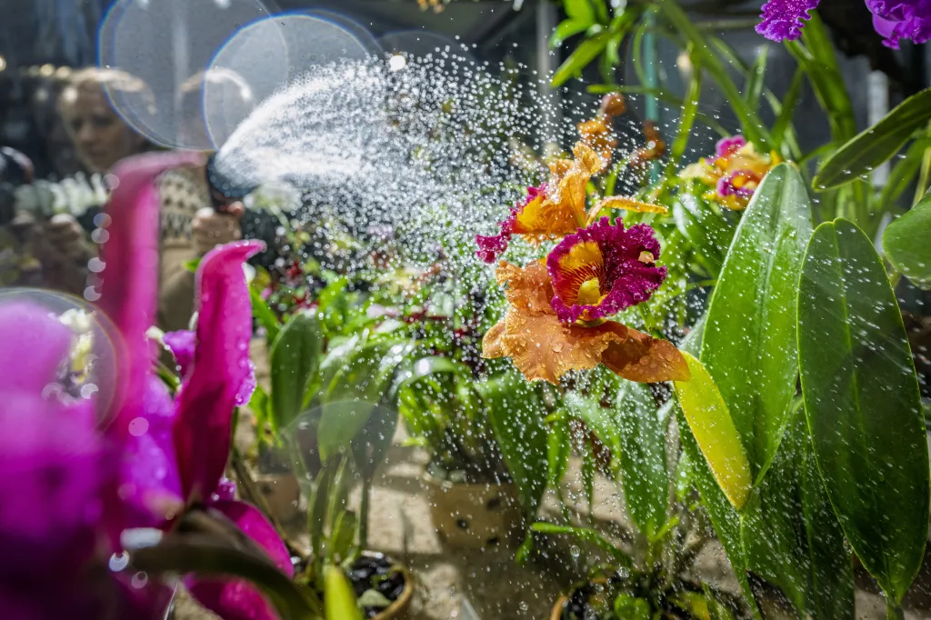 Sbírka orchidejí liberecké zahrady je patrně největší v Česku, čítá přes patnáct set druhů