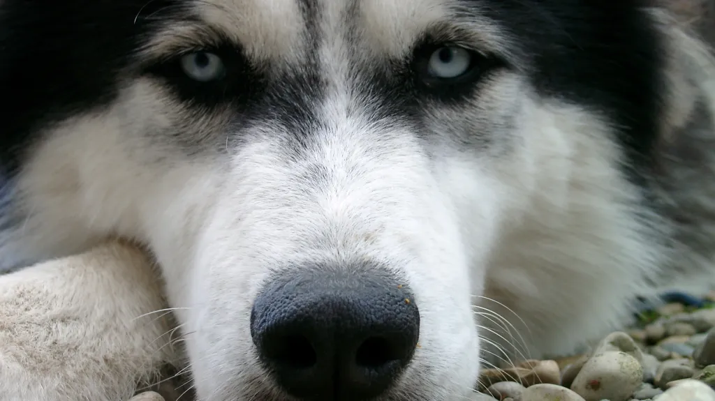 Sibiřský husky