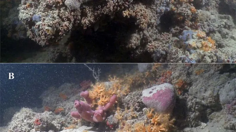 Korálový útes u Itálie