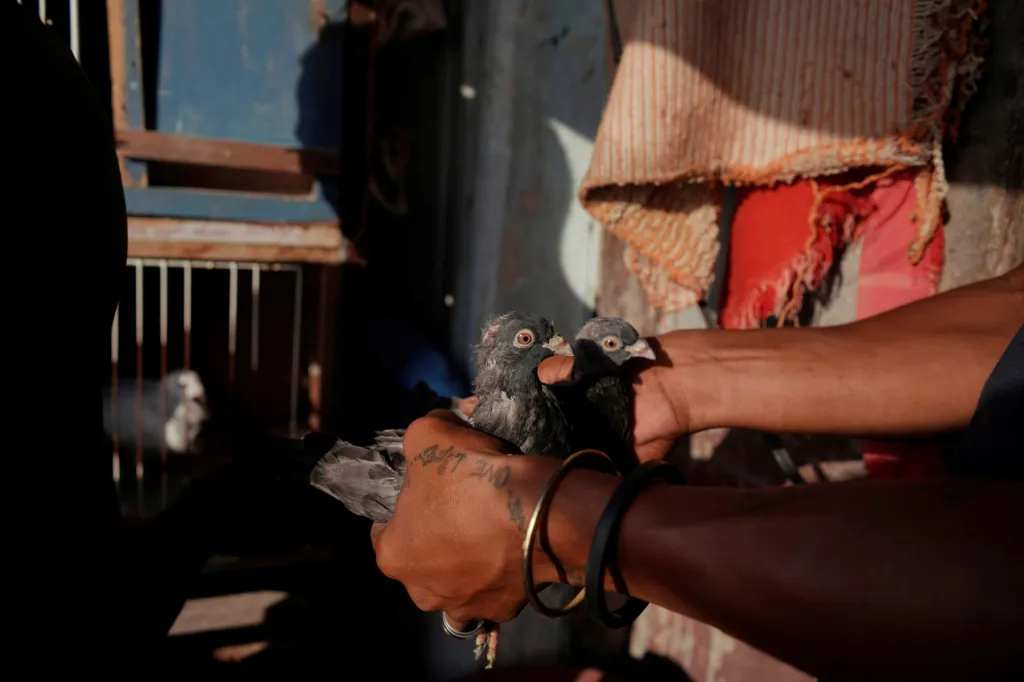 Kubánci si našli nový druh zábavy v chovu holubů. Hlavním důvodem je částečná možnost úniku před pandemií koronaviru