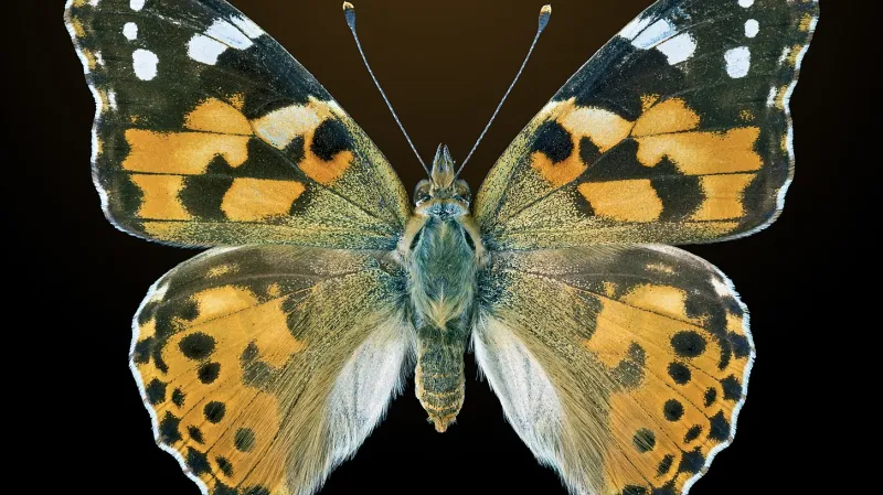 Babočka bodláková