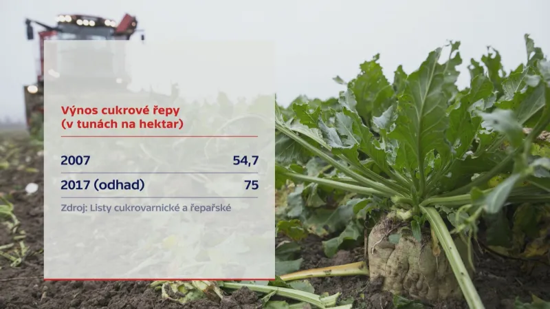 Výroba cukrové řepy