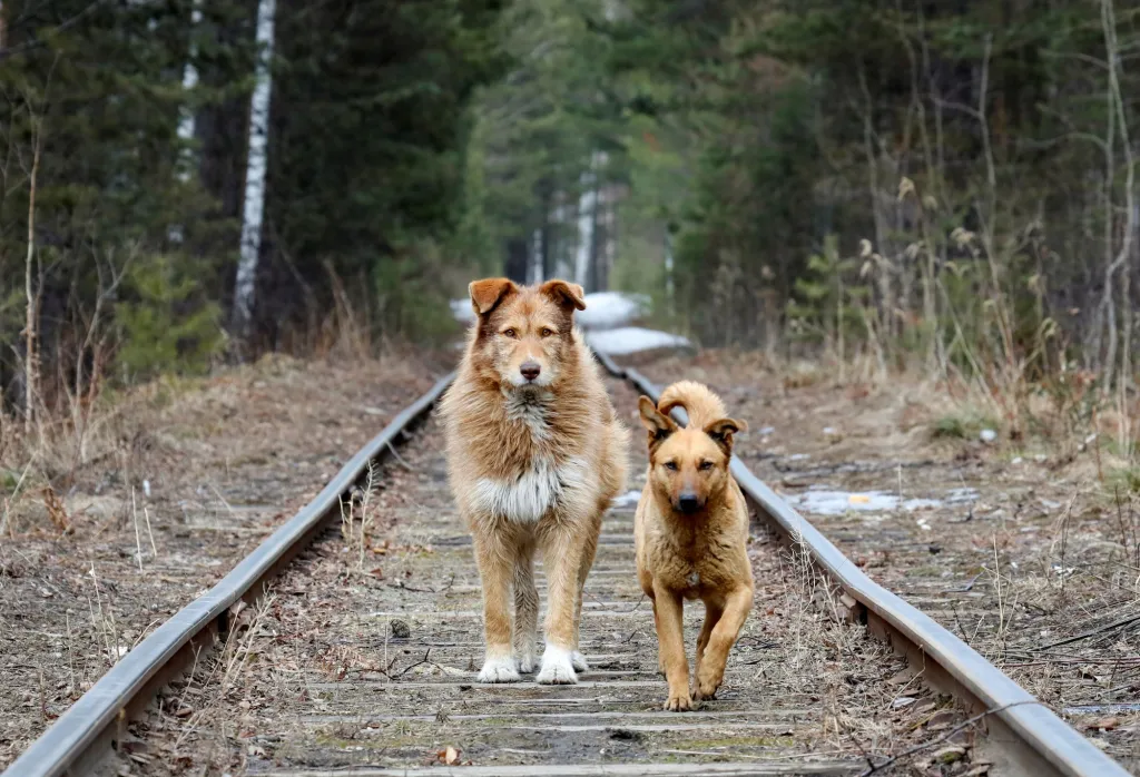 Toulaví psi u kolejí v sibiřské tajze u Krasnojarsku