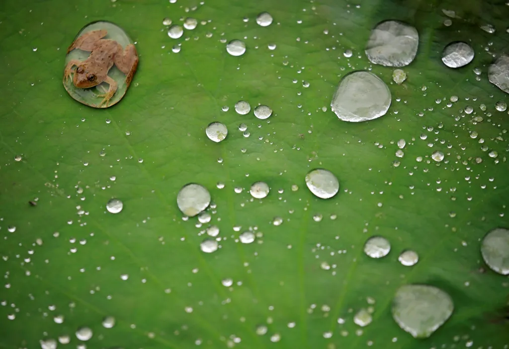 Žába v obří kapce rosy na listu lotosu po dešti u jezera v Lalitpur v Nepálu