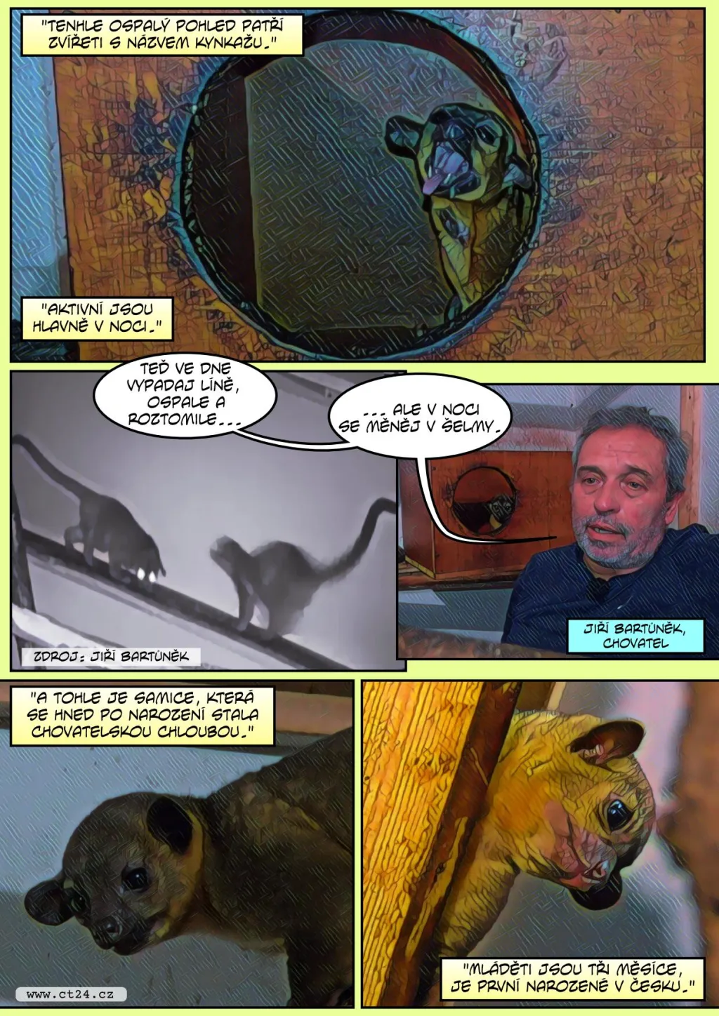 První odchované mládě kynkažu