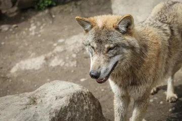 Vlk se po více než sto letech vrací na Znojemsko