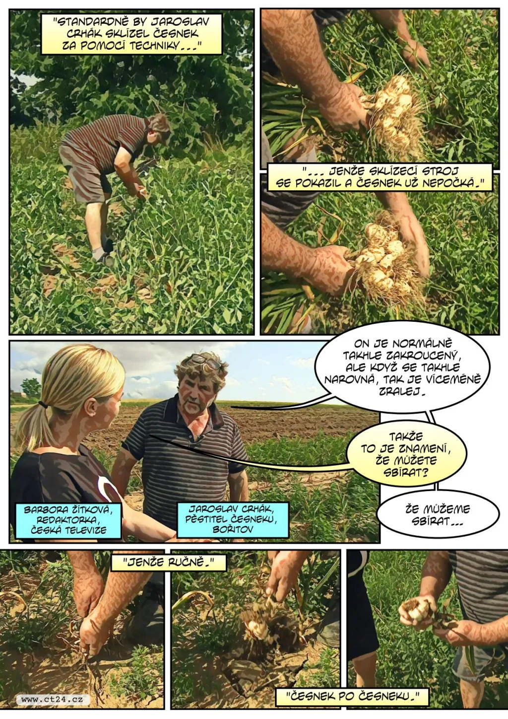 Česneku bude letos dost