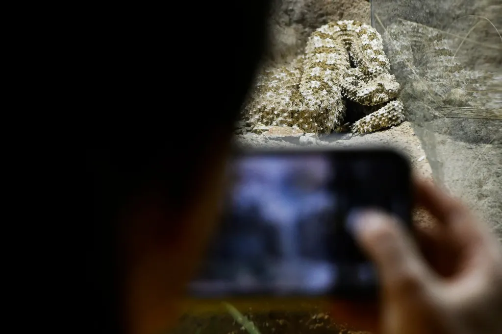 Zmije pavoučí z plzeňské zoo
