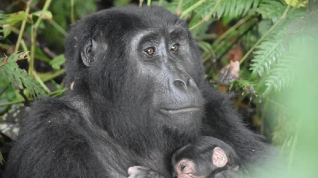 Gorilí matka s mládětem v Ugandě