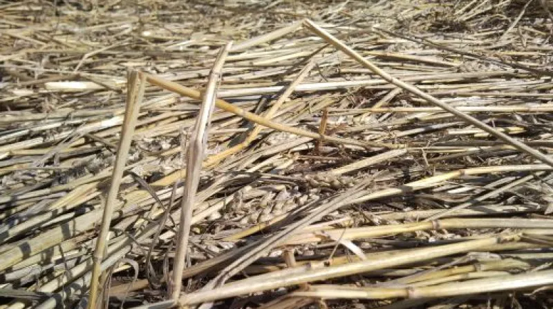 Kruhy v obilí nedaleko Šlapanic