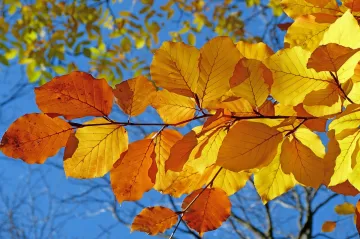 Sucho citelně dopadá na české lesy, stromy zpomalují růst