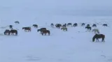 Mrazy ohrožují mongolská stáda