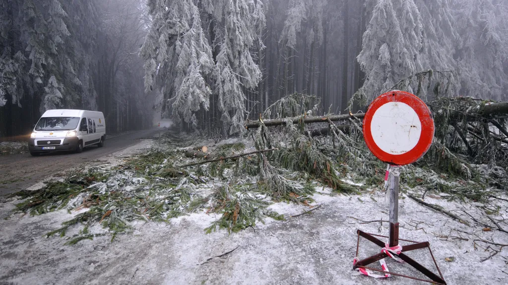 Stromy pod ledovou tíhou