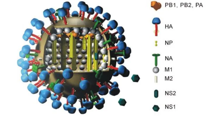 Virová částice, „houbičky“ na povrchu viru s modrou hlavičkou a červenou stopkou jsou hemaglutininy
