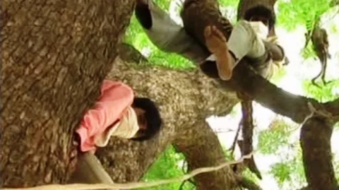 V západoindické vesnici Siddhápur se trestá konzumace nelegálně vyráběného alkoholu pokutou a celodenním vysedáváním na stromě