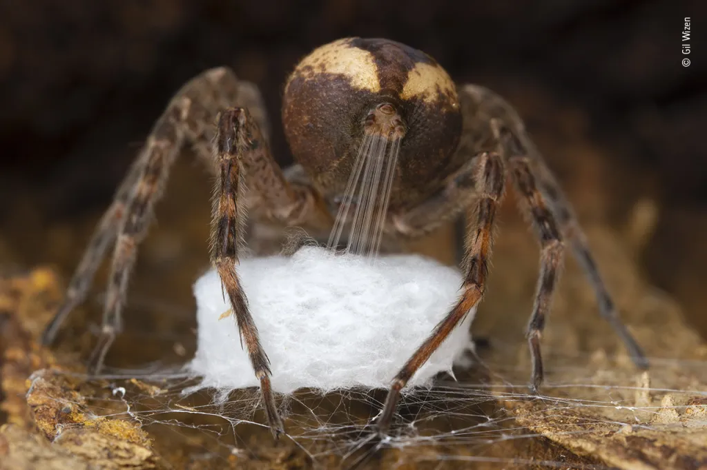 Vítězem v kategorii Bezobratlí se stal Gil Wizen z Izraele se snímkem, na kterém zachytil pavouka lovčíka z rodu Dolomedes, který si připravuje vak na kladení vajec