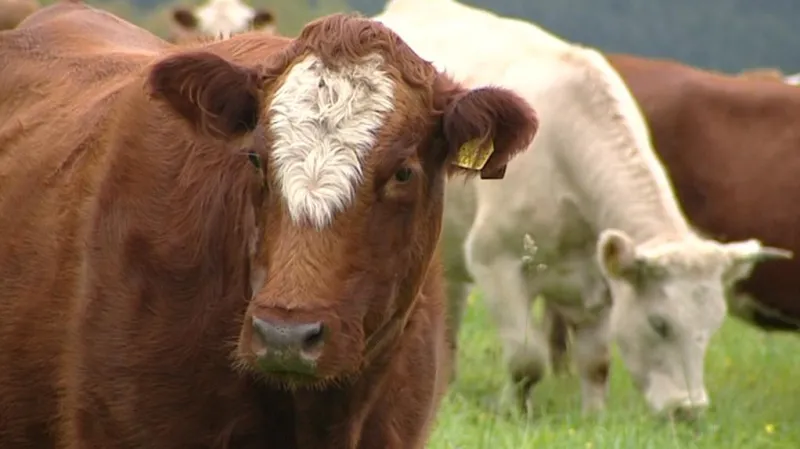 NP Šumava se chce zaměřit na farmáře
