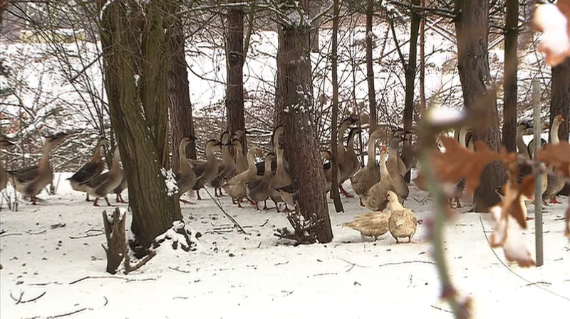 V pondělí začne likvidace chovu ve středních Čechách