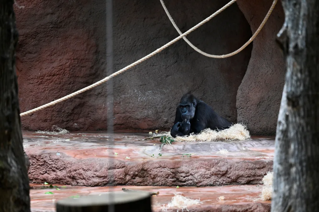 Pražská zoologická zahrada představila nový pavilon goril