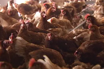 „Slepičí hnízdo“ má vrátit dotace 22,5 milionu. Majitelé podle úřadu formálně převedli podíl