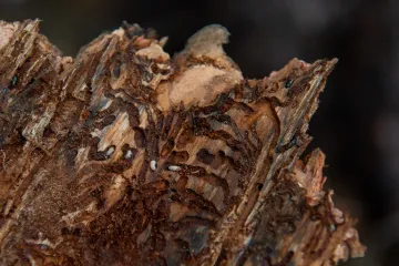 Kůrovcová kalamita zasáhla letos nejvíc Lužické hory, na Vysočině naopak doznívá