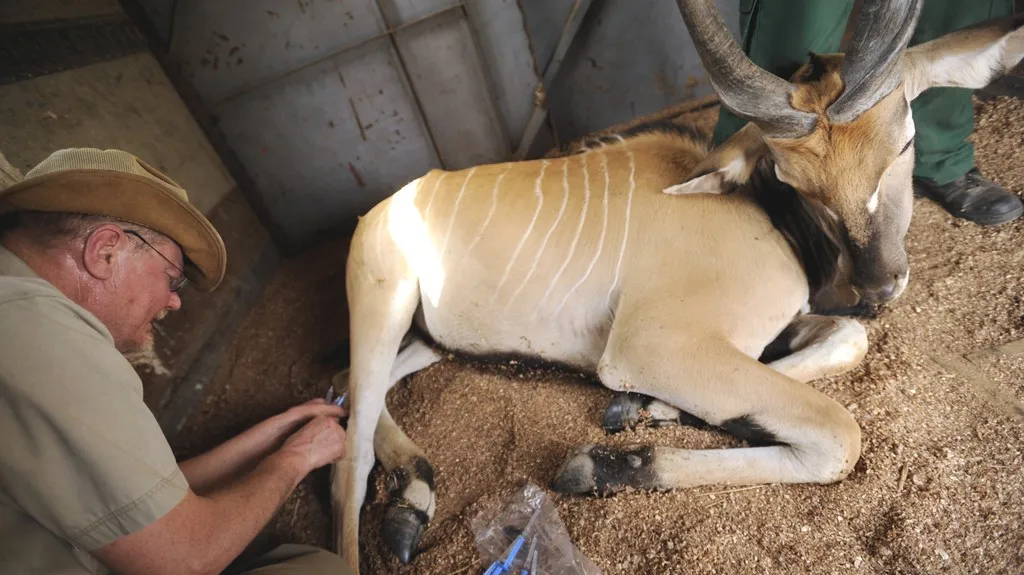 Češi zachraňují v Senegalu antilopy