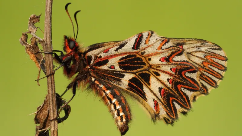 Pestrokřídlec podražcový (Zerynthia polyxena) v Česku jeden z kriticky ohrožených druhů motýla žijící v unikátním biotopu Načeratického kopce