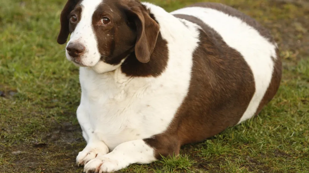 Obezitou trpí až třetina českých psů