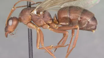 Tělo královny mravence Formica archboldi