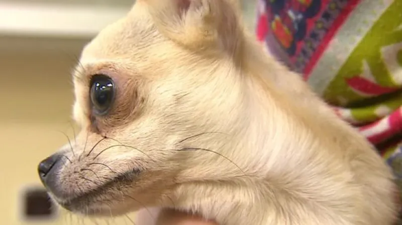 Nelegální byznys se psy