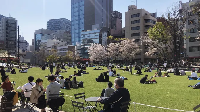 Během hanami se lidé tradičně schází v parcích a piknikují pod sakurami