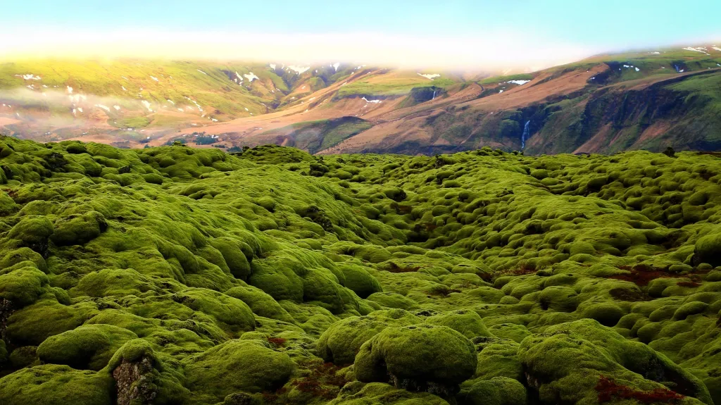 Změní se Antarktida na zelenou?