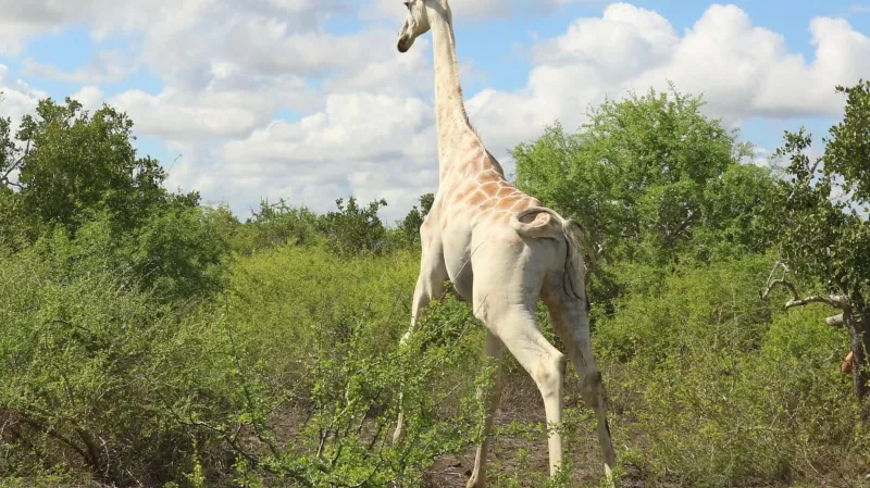 Jediná bílá žirafa