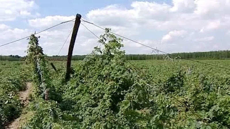 Silný vítr poškodil chmelnice