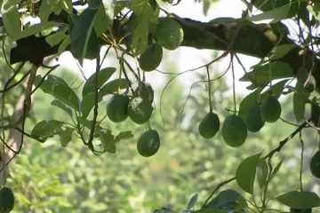 Už ne jen drogy a zbraně. V Mexiku zuří „avokádové války“