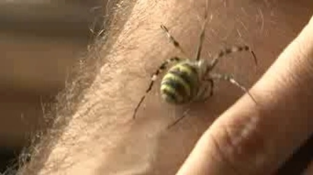 Křižák pruhovaný na ruce arachnologa