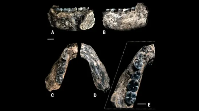 Polovina levé spodní čelisti nalezená paleontology v Etiopii